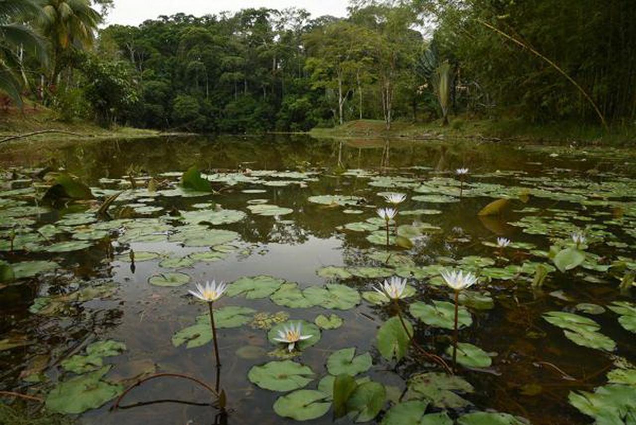 La Laguna Del Lagarto Eco-Lodge Pital  Exteriör bild